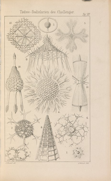 View Vol. 10 (2021): Victorian Ecologies